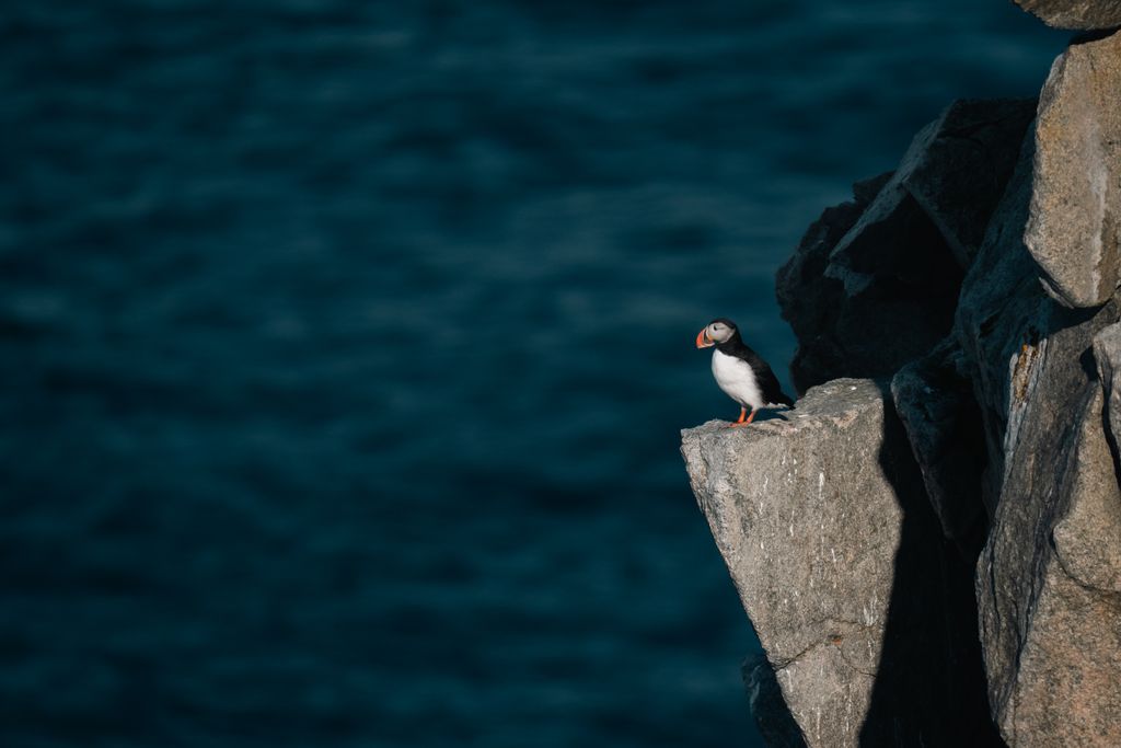 oiseau spitzberg printemps